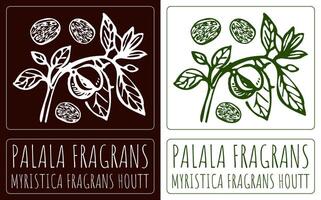 Drawing PALALA FRAGRANS. Hand drawn illustration. Latin name is MYRISTICA FRAGRANS HOUTT. vector