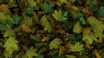 Dynamic full screen animated autumn leaves transition from the top than explode video