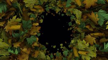 Dynamic full screen animated autumn leaves transition Outer edge outer edge video