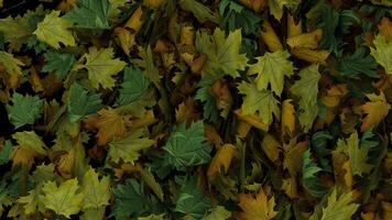 Dynamic full screen animated autumn leaves transition appearing from side than exploding video