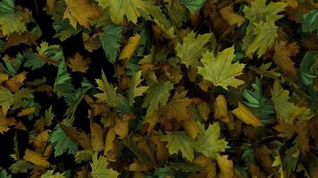 Dynamic full screen animated autumn leaves transition horizontal wipe video