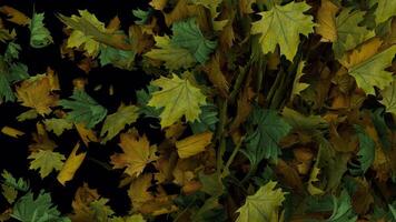 Dynamic full screenanimated autumn leaves transition from side to vertical video