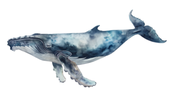 A blue whale is swimming in the ocean. The whale is large and majestic, with a long tail and a big fin. The water is calm and clear, and the sky is blue and cloudless. The scene is peaceful and serene png