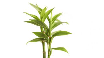A large palm tree is sitting in a white pot. The plant is tall and green, and it is the main focus of the image. The white background emphasizes the plant's size and color, making it stand out png