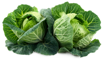 A piece of cabbage is cut in half and is surrounded by green leaves. Concept of freshness and health, as the vibrant green color of the cabbage png
