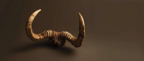 Closeup of a Curved Animal Skull With Large Horns on a Brown Background photo