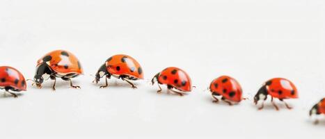 Ladybugs Walking In A Row On White Background photo