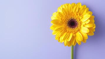 yellow gerbera on background with copy space photo
