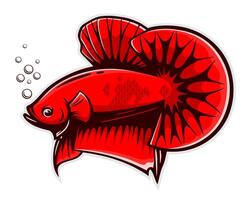 red betta fish splendens vector