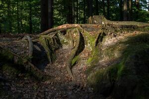 Carpathian mountains in summer, wonderful landscape, trees and meadows photo