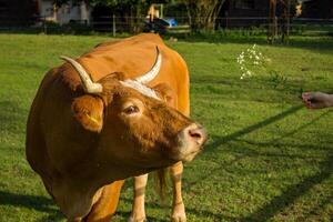 cow resting on a pasture, with blue sky and white clouds in the background photo