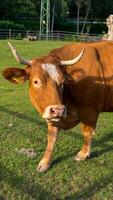 cow resting on a pasture, with blue sky and white clouds in the background photo