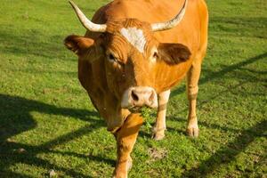 cow resting on a pasture, with blue sky and white clouds in the background photo