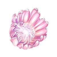 . Exotic gentle and romantic flower. Isolate for creating wedding invitations, cards vector