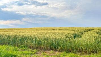 Meadow of wheat on sundown. Nature composition. photo