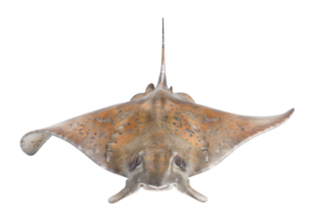 Stingray Front View Isolated on Transparent Background png