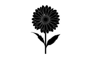 Gerbera Flower Silhouette isolated on a white background vector