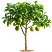 Orange tree isolated png