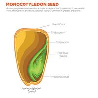 Monocotyledon Seed Single Cotyledon with Parallel Venation vector