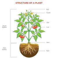 Structure of a Plant Roots, Stems, Leaves, and Flowers Explained vector