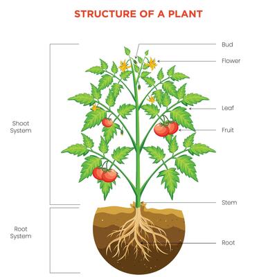 Structure of a Plant Roots, Stems, Leaves, and Flowers Explained