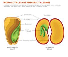 Monocotyledon vs. Dicotyledon Key Differences in Seed Leaves, Veins, and Root Systems vector