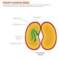 Characteristics of a Dicotyledon Seed Two Cotyledons and Reticulate Veins vector