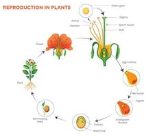 Plant Reproduction Pollination, Fertilization, and Seed Formation Explained vector