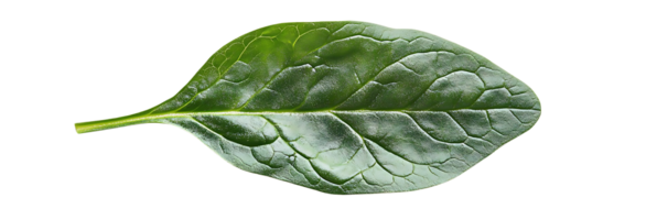 Single Spinach Leaf with a Transparent Background A Close-Up View of Nature's Bounty png