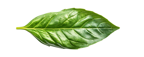 A Single Green Leaf with a Transparent Background A Macro View of Nature's Detail png
