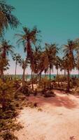 Sandy Beach With Palm Trees and Ocean video