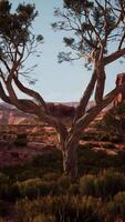 Lone Tree in Nevada Desert With Mountain Backdrop video