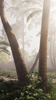 Dense Jungle Scene With Palm Trees video