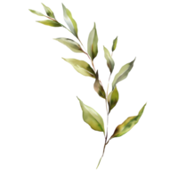 Willow branch watercolor, suitable for the decorative design of covers, fabric, invitations, weddings, or greeting cards png