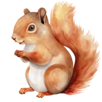 Cute decorative Squirrel watercolor png