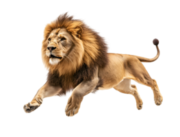 photo of a lion floating mid-air on isolated background png