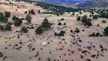 Shepherd guiding a flock through the anatolian highlands, searching for fresh pastures. Sheep graze contentedly under the attentive watch of their shepherd video