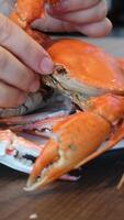boiled crab. red and white crab claws and legs. floating crab lies on the legs of a king crab video