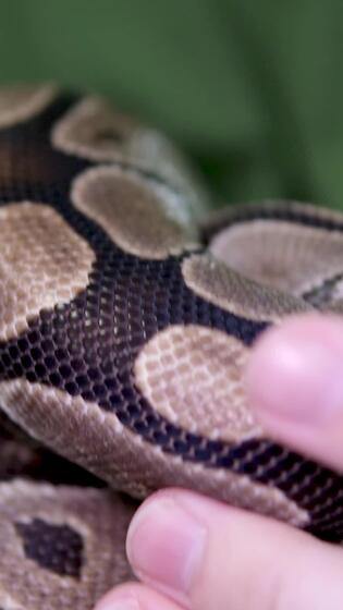 spotted snake royal python sticks out its tongue and crawls gracefully ...