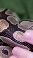 spotted snake royal python sticks out its tongue and crawls gracefully down the green hill. The snake curled up in a ball slowly lowers its head down. video