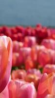 blooming tulip field of flowers Beautiful field of tulips in red and pink seperated by color in the sun video