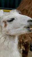 Alpacas and sheep sleeping and grazing in the Andes mountain range surrounded by vegetation and clouds with blue sky at sunset illuminated with natural light in the heights of Peru in Latin America video