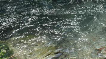 fast river with dark water, a large salmon jumps high out of the water against the background of a shore covered with gray stones video