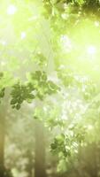 Sunlight shining through the leaves of a tree video