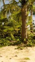 A sandy beach with palm trees and the ocean in the background video