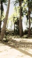 A sandy beach with palm trees and the ocean in the background video