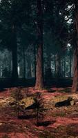 Enchanting Sequoia Forest Filled With Towering Trees video