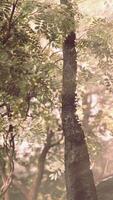 Sunlight Filters Through Forest Trees video