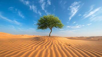 Tranquil Solitude in the Desert - Panoramic View of Rippling Sand Dunes and Lone Tree under Clear Skies photo