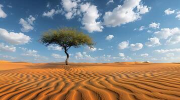 Tranquility in the Desert - Scenic Landscape with Rippling Sand Dunes and Solitary Tree photo
